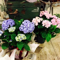 あじさい入荷しました♪ 2015/05/07 18:43:35