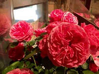 Rose＊ 2015/05/19 17:54:28