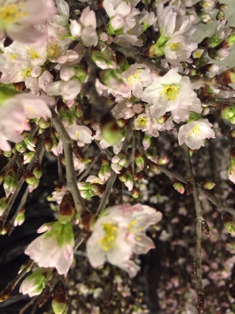 開花調整....
