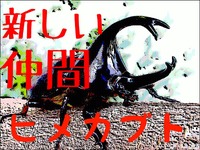 ヒメカブト 2012/11/25 23:45:41