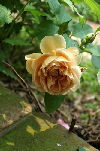 庭の花を眺めて ブルボン ポートランド フロリバンダ