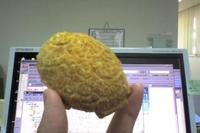 亀の甲せんべい 2007/04/17 16:56:51