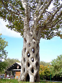 Tree Man 2007/03/26 18:50:52