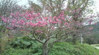 カンヒザクラ 2011/01/30 15:21:12