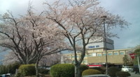 桜満開！！！ 2011/04/11 00:08:29