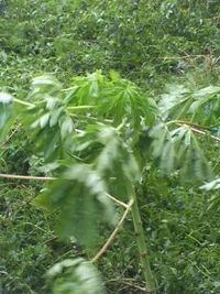 自然の前では無力・・。 2012/09/29 14:03:04