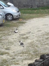 しつこい風邪には・・。 2012/10/29 22:09:10
