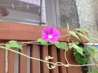 咲きました！！ 2012/06/28 13:14:51