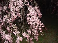 夜桜