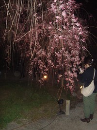 夜桜