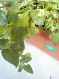食べる草