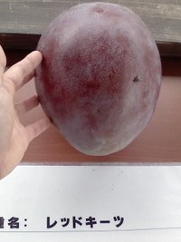 マンゴーづくし