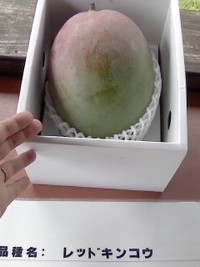 マンゴーづくし