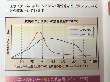 カラダの弾力性を保つために…エラスチン
