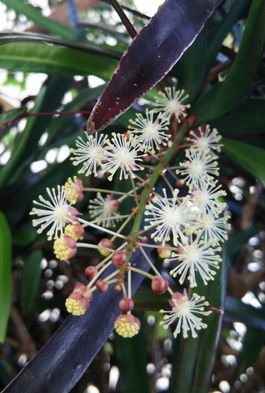 クロトンの花 まねきはな１００