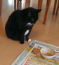 待て