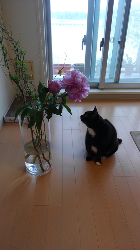 シャクヤク