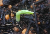 エンドウ豆再生記録（11日目） 2018/04/25 09:58:53