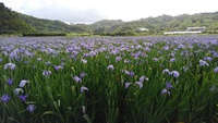 オクラレルカ 2018 2018/04/04 08:17:27
