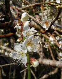 梅と桜 2018/01/15 17:59:16
