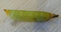 ひとさやのエンドウ豆（再生記録）1日目 2018/04/15 08:56:11