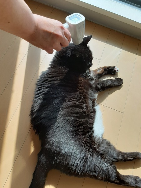 日向ぼっこ