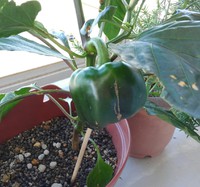 再生野菜の続き 2018/06/07 08:39:48