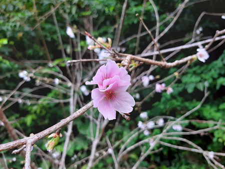 明けましておめでとうございます。