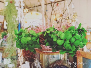紫陽花プリザの♪