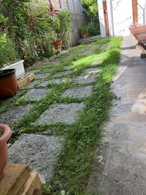 梅雨明けの庭清掃