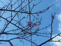 嘉手納町 2014/01/11 10:50:42