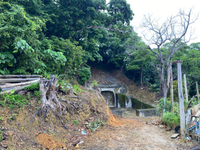沖縄市登川現場伐採作業