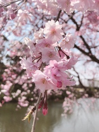 桜たより 2019/04/13 09:57:20