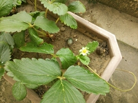 花が咲きました！