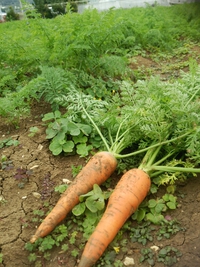 とりたて野菜～