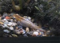 琉球メダカ 2006/07/26 17:09:41