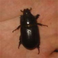続々・ウチの生き物 2006/10/02 14:51:55