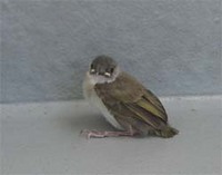ヒナ 2007/07/06 14:51:38