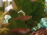 琉球メダカって…（涙） 2006/07/27 22:59:39