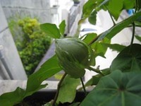 夏休みのおもいでー 2007/09/08 13:29:43