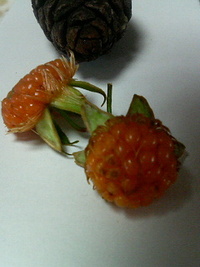 ケータイからトーコー 2008/03/31 15:37:17