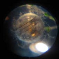 続々たまご★ 2006/09/16 11:56:12