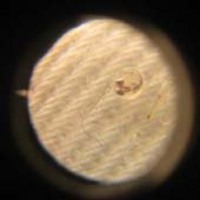 たまご 2006/09/14 15:30:49