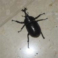 続・ウチの生き物 2006/09/29 10:59:07