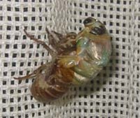 クマゼミの羽化 2006/07/30 20:54:22