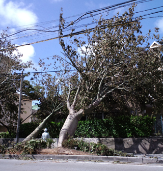 台風２号で無残な姿に！！！