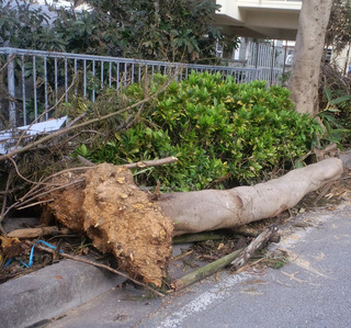 台風２号で無残な姿に！！！