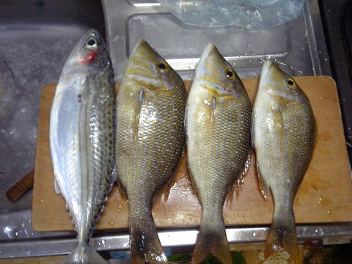 マタキチが魚釣って来た！