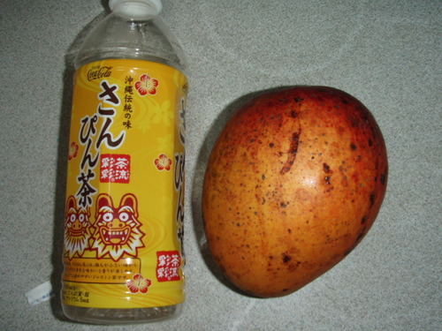 マンゴー収穫！