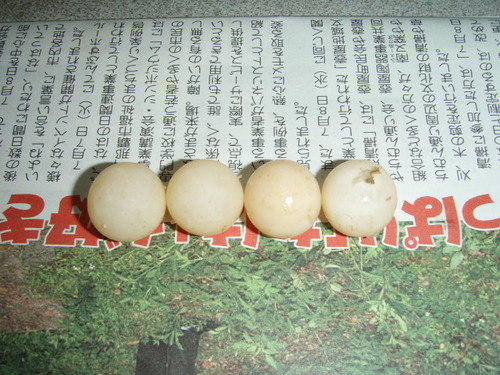 マンゴー収穫！